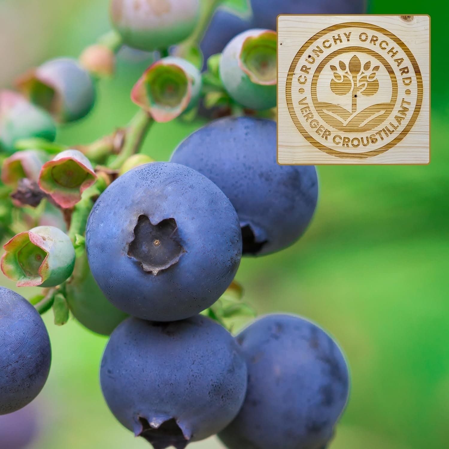 Bleuets entiers lyophilisés – 90 g – Image 4