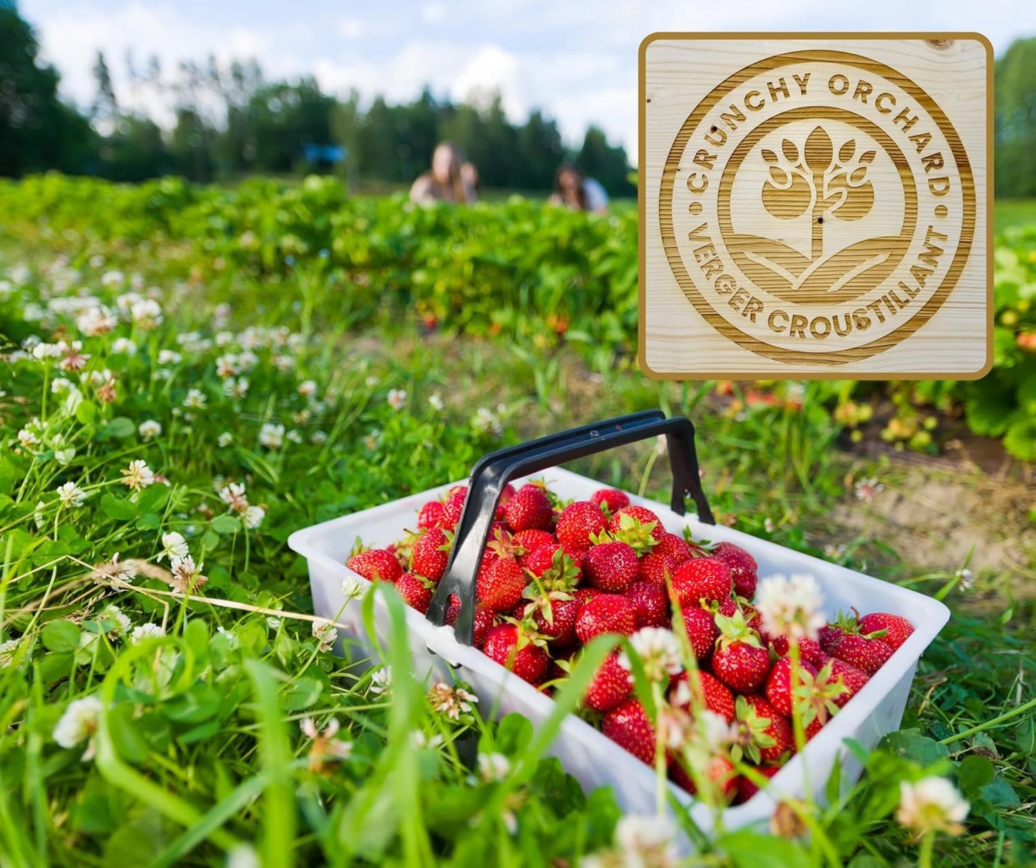 Freeze-Dried Strawberry Slices - Image 4