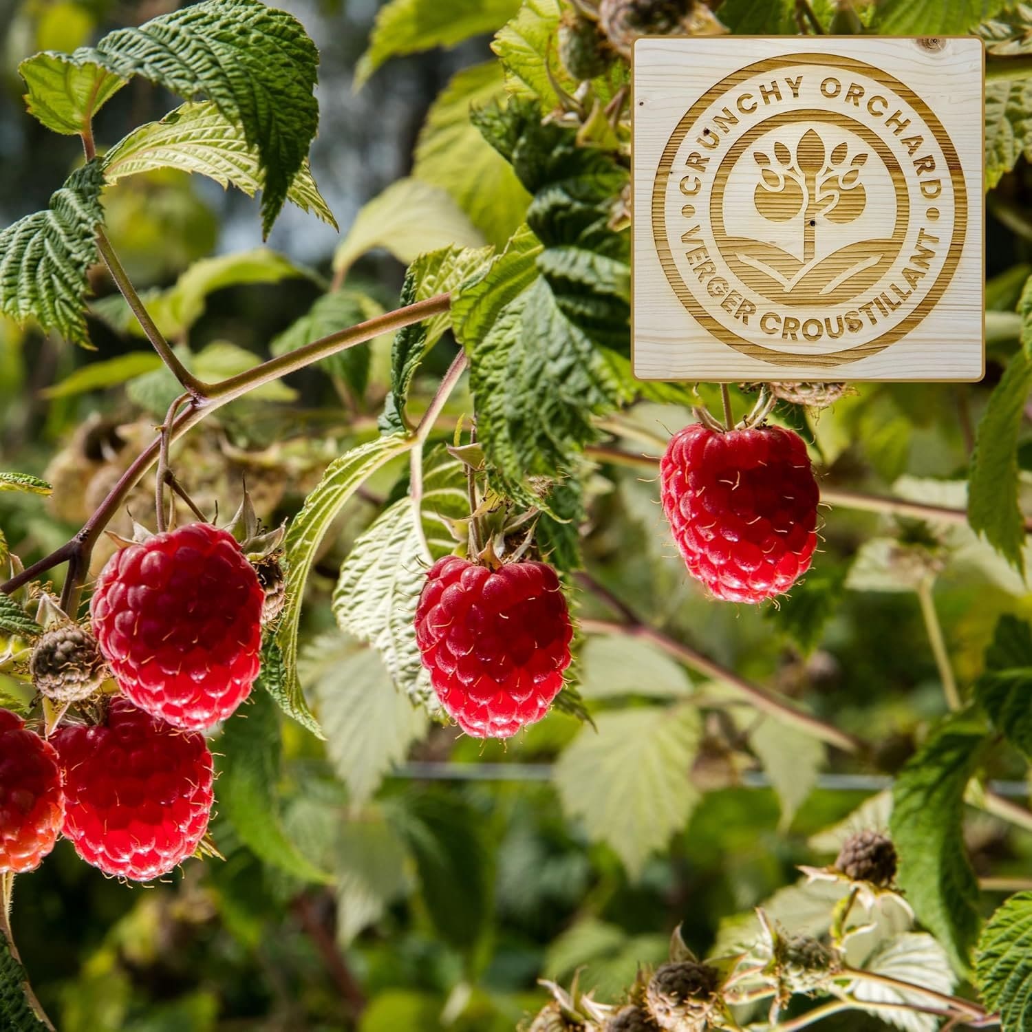 Freeze-Dried Whole Raspberries - Image 4