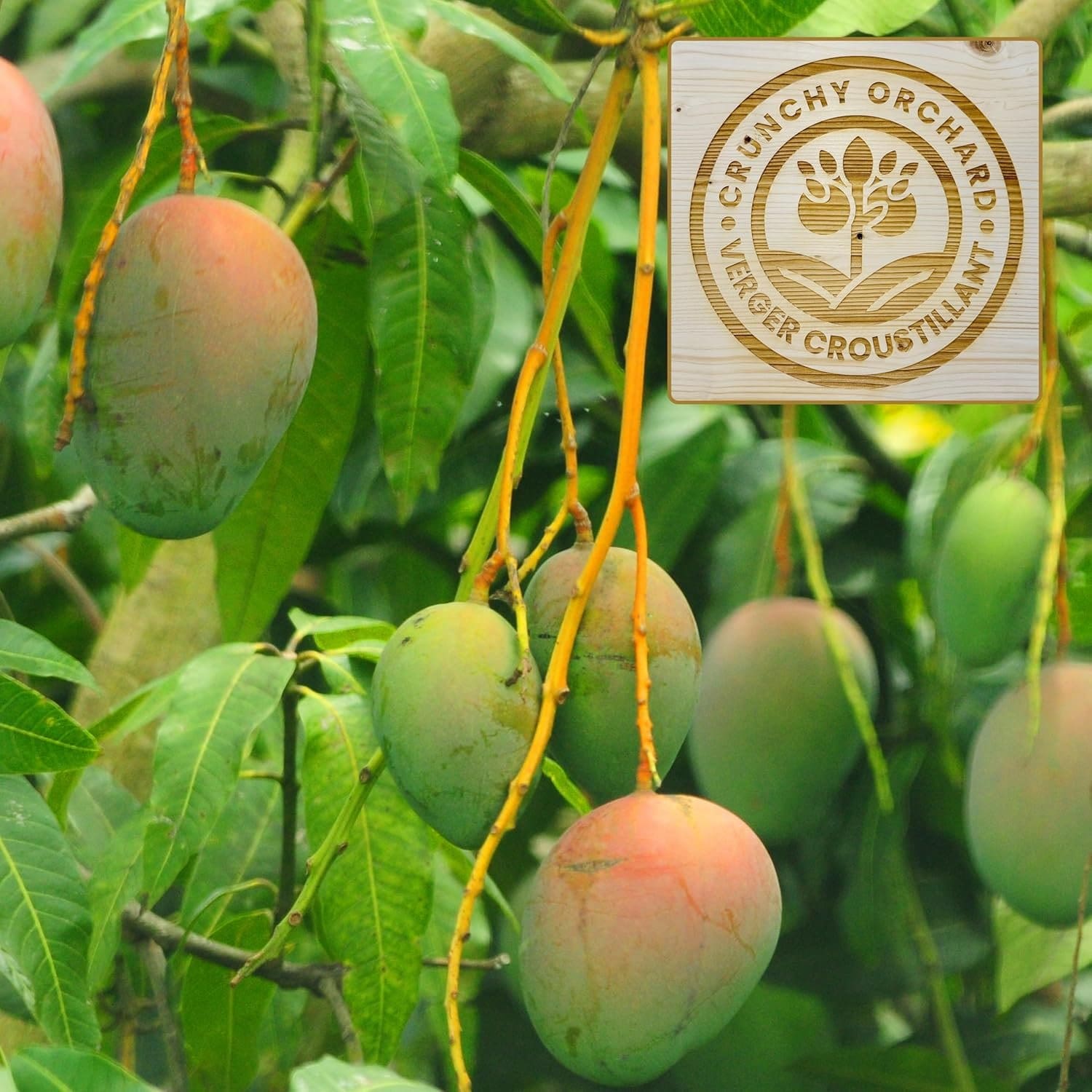 Freeze-Dried Mango Slices - Image 4