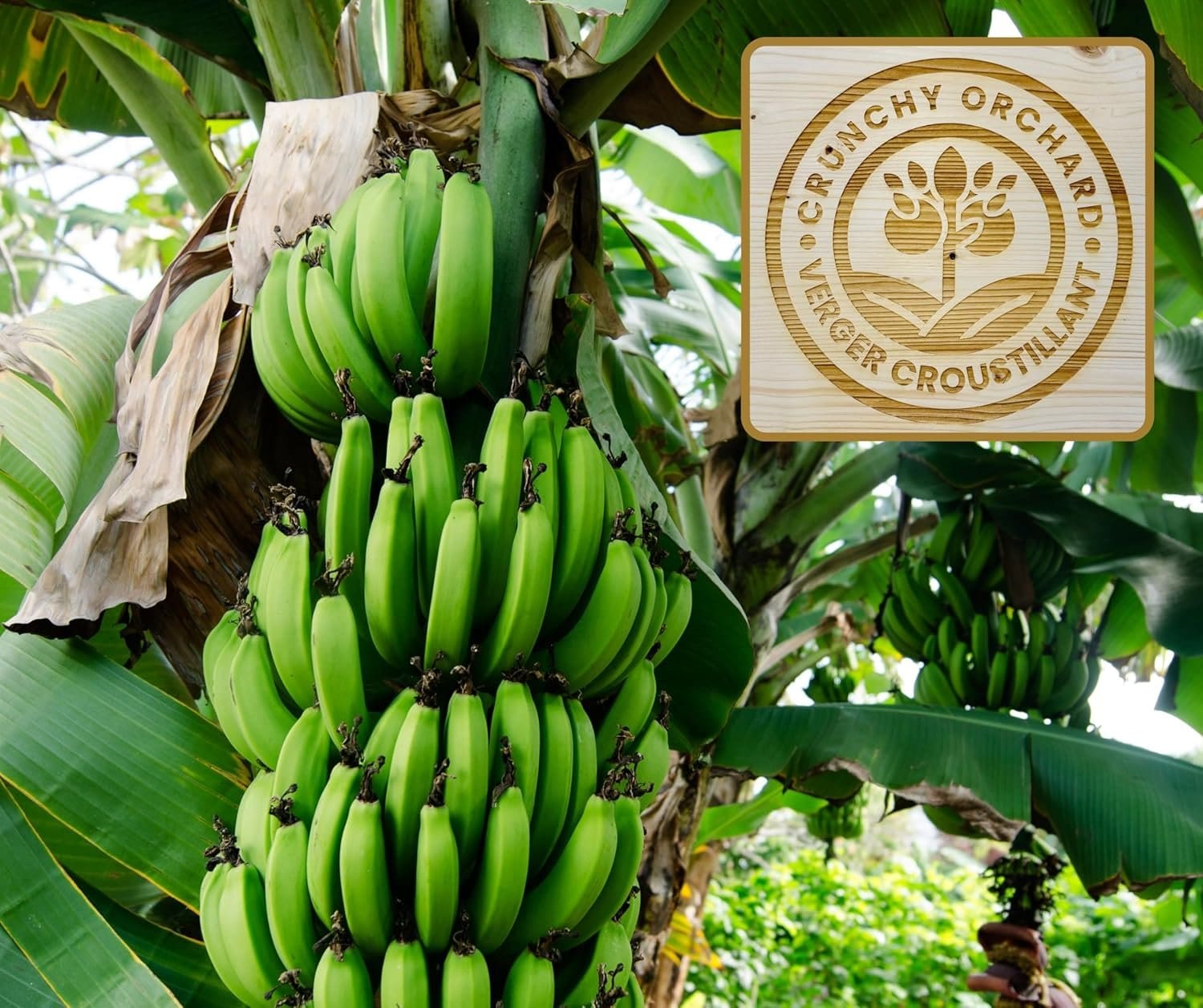 Freeze-Dried Banana Slices - Image 4
